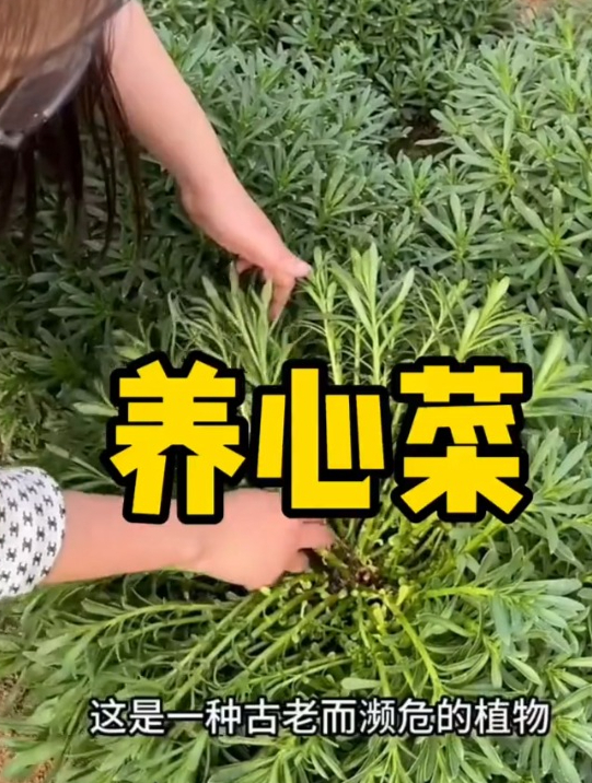 出了名的“高钙菜”,这样种植,出芽快还可以提前采收
