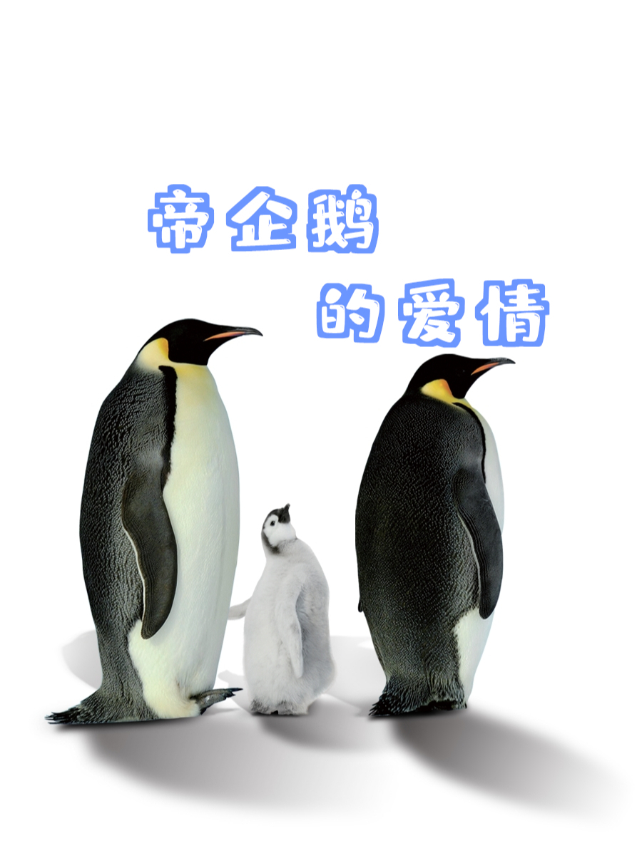 帝企鹅的爱情,只有情比金坚的夫妻,才能完成繁衍的重任