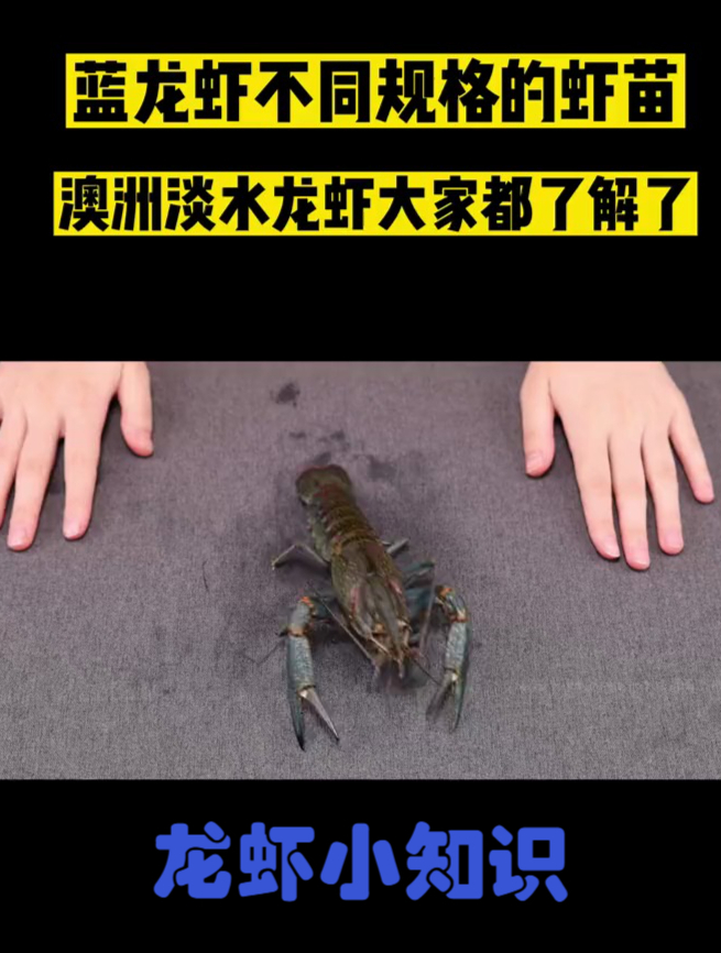 不同阶段的蓝龙虾,虾苗都长什么样呢?