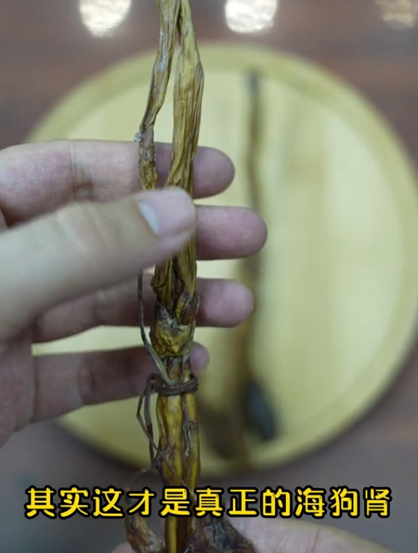 中药科普——海狗肾