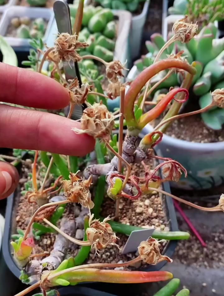 碧光环夏季休眠的,生长期选择足够的水分干透浇透