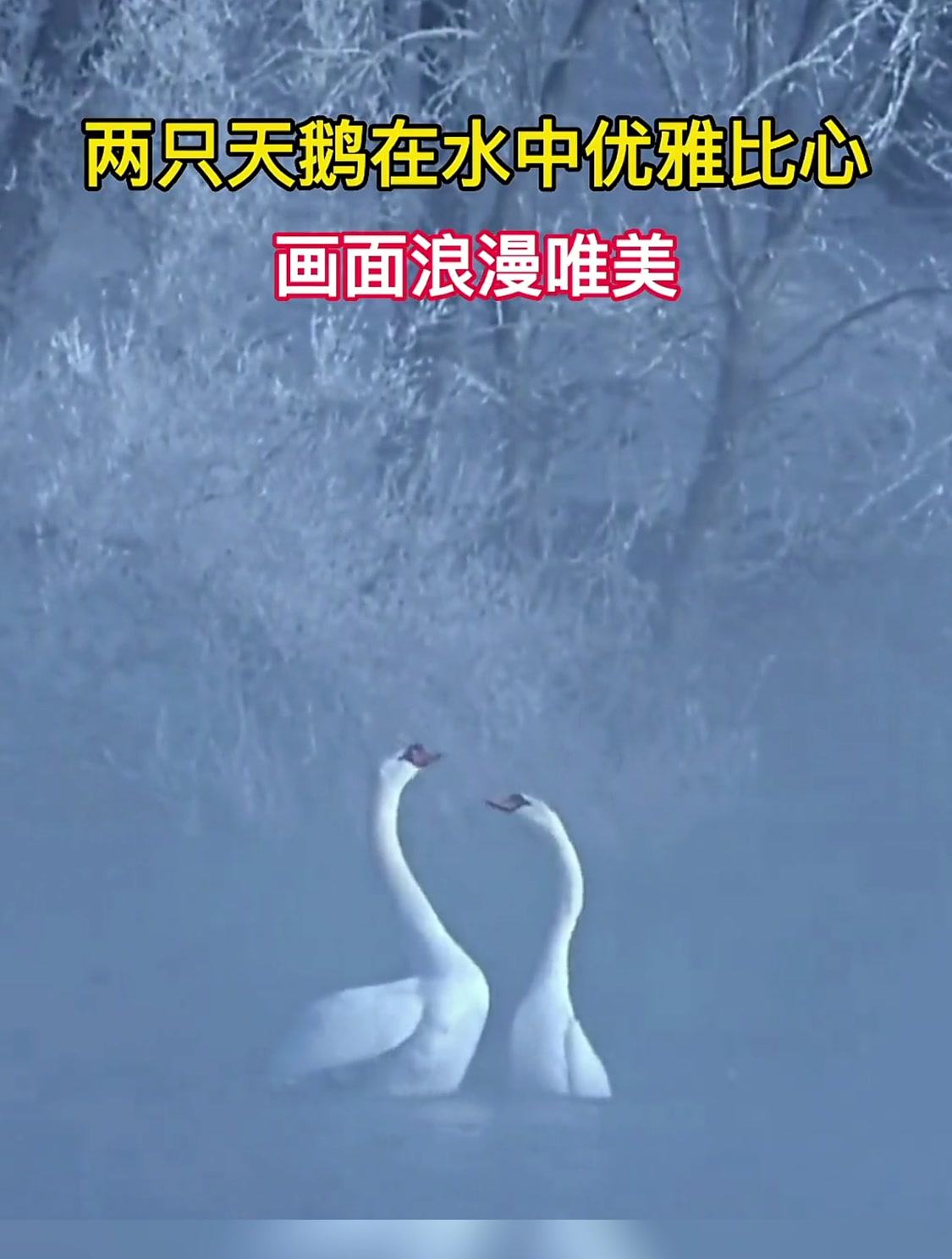 两只天鹅在水中优雅比心,画面浪漫唯美