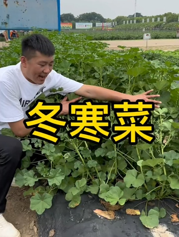 适合秋冬季种的“百菜之王”,撒籽能长一米多高,茎秆叶都可以吃
