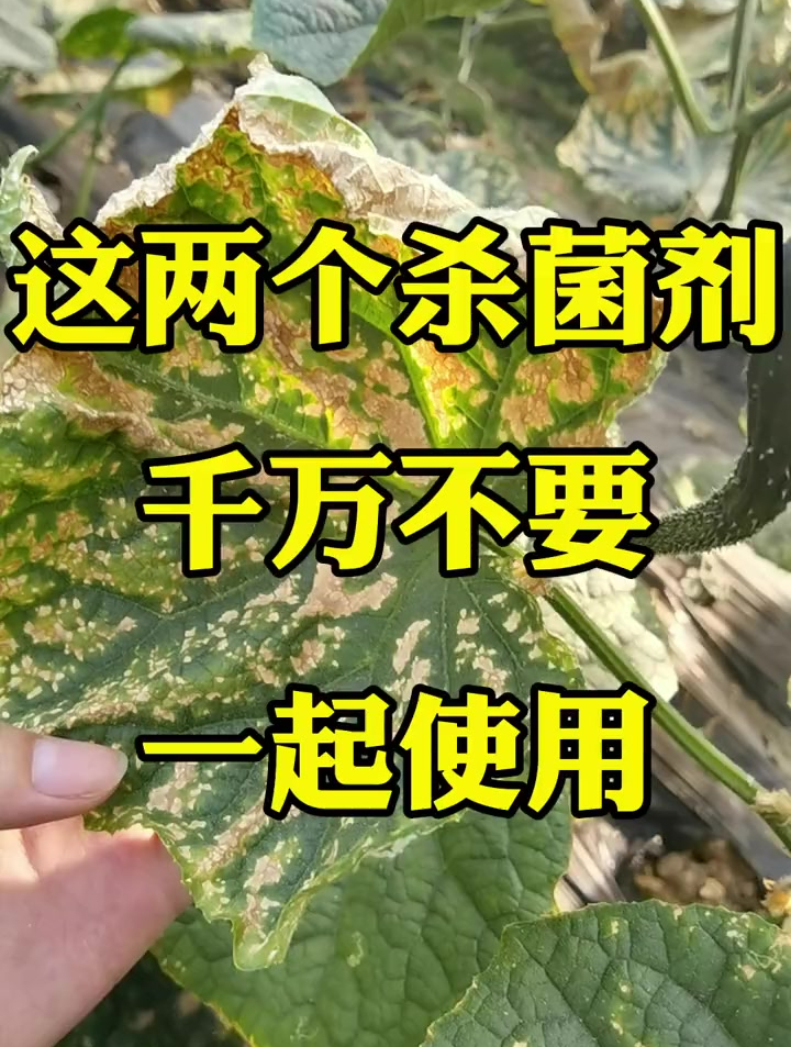 这两个杀菌剂 千万不要一起使用