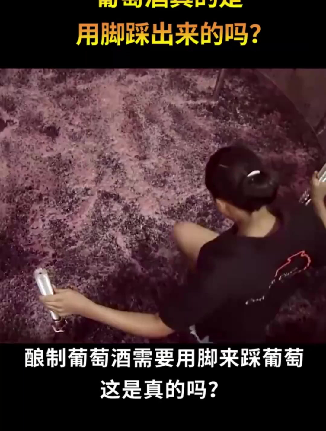 酿制葡萄酒需要用脚来采葡萄,这是真的吗?