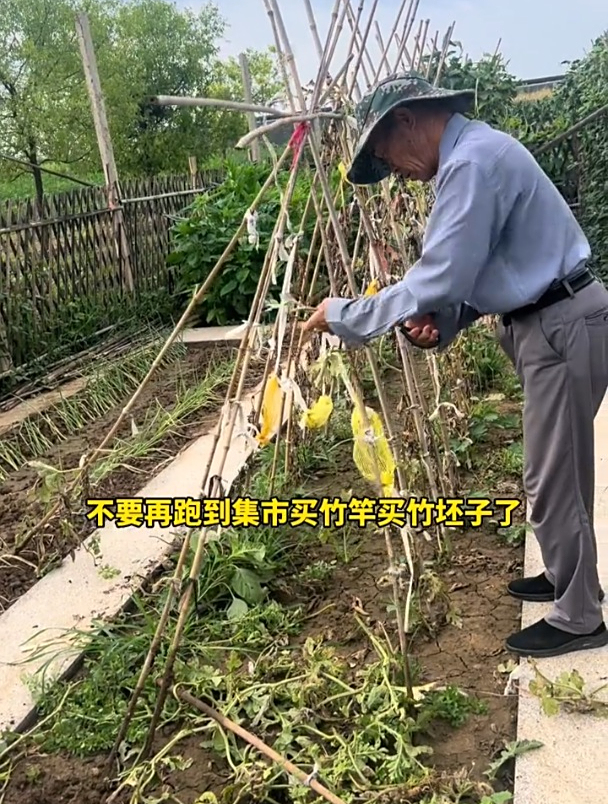 公公搬新家后,在小院搭了个架子,爬满各类瓜果蔬菜,太惬意了!