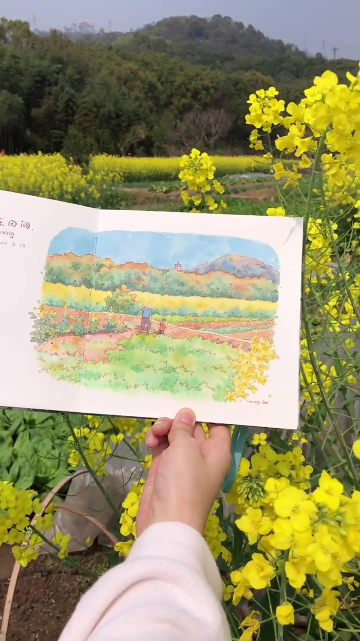 写生油菜花田,钢笔淡彩