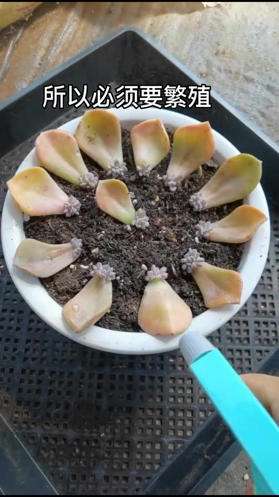 多肉是怎么繁殖的?看答案来了 多肉植物