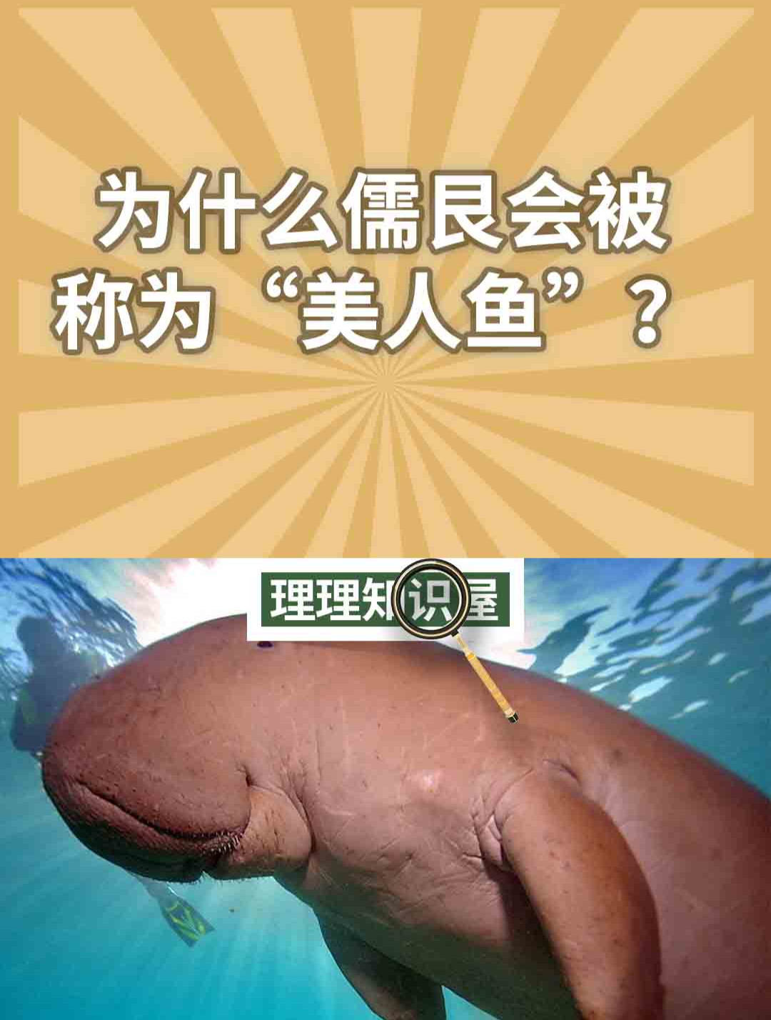 为什么儒艮这么丑,还会被称为“美人鱼”呢?
