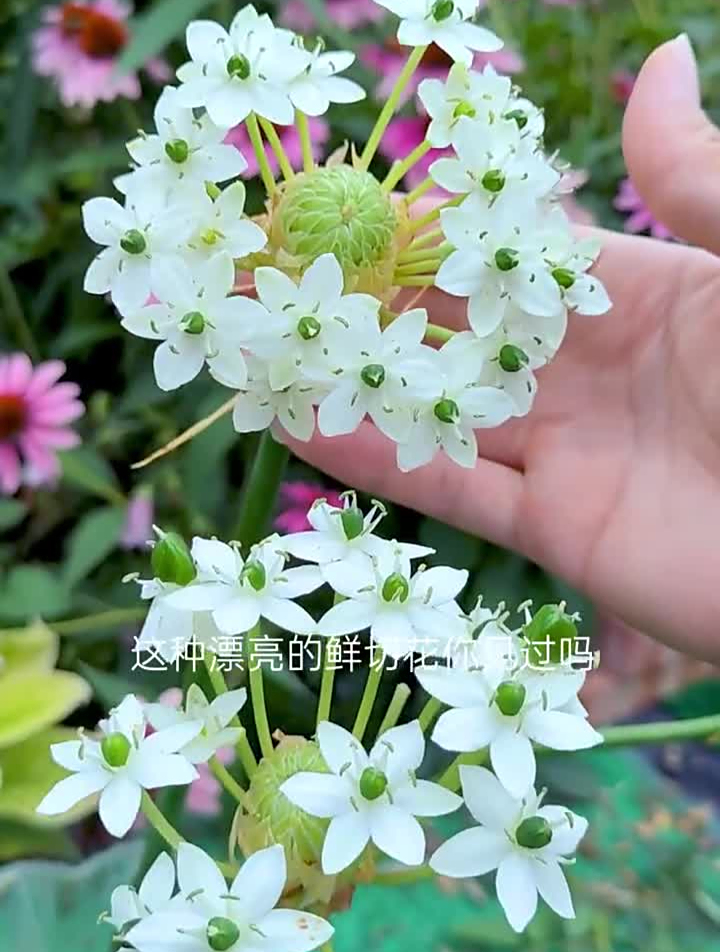 天鹅绒也叫伯利恒之星,是多年生的球根花卉