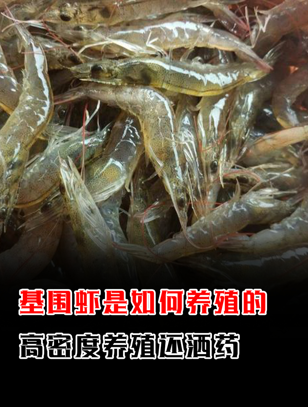 高密度养殖还洒药,这样的基围虾能放心吃吗?