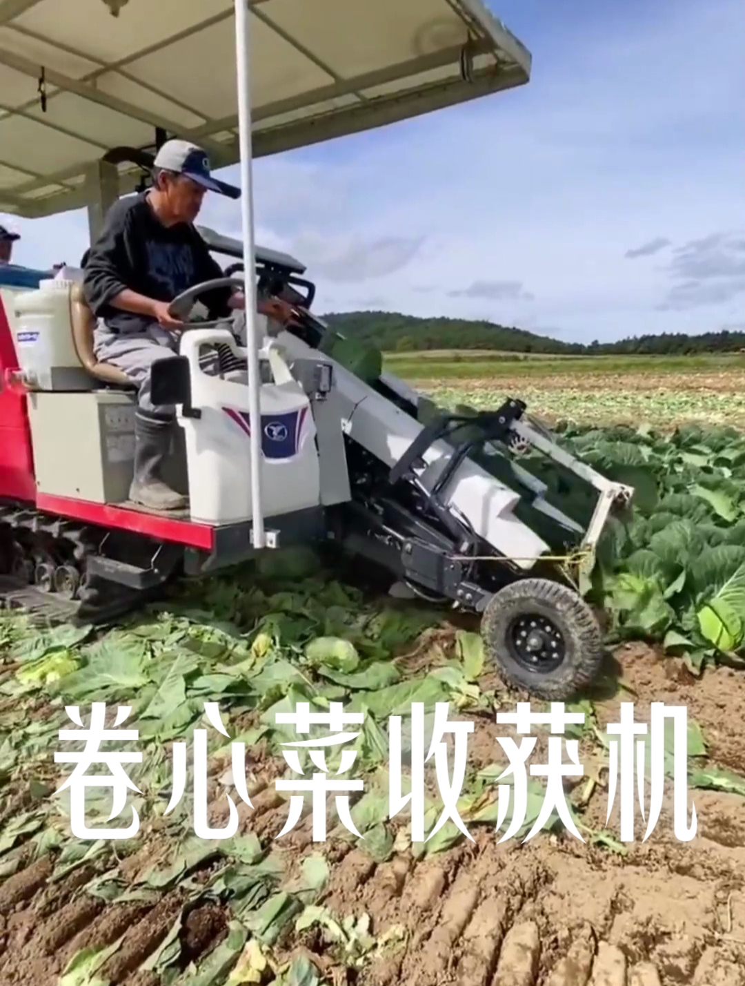 卷心菜收割机 卷心菜收获机 菜地预处理蔬菜