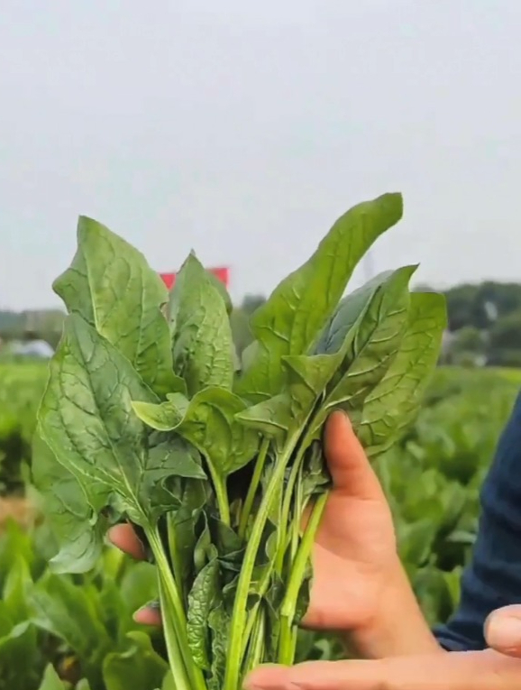 冬天必不可少的叶子菜“菠菜”,一年四季都能种,抗寒力强!