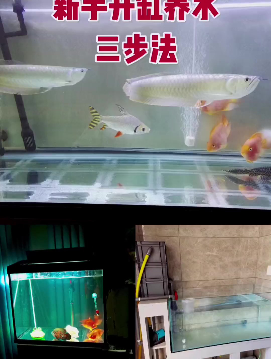 新手养鱼开缸养水三步法