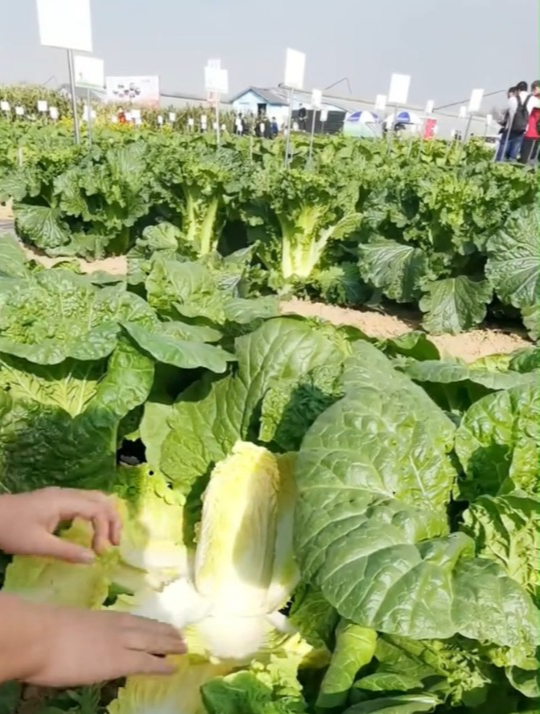黄心白菜你认识吗?它就是“娃娃菜”,营养更丰富,你喜欢吃吗!