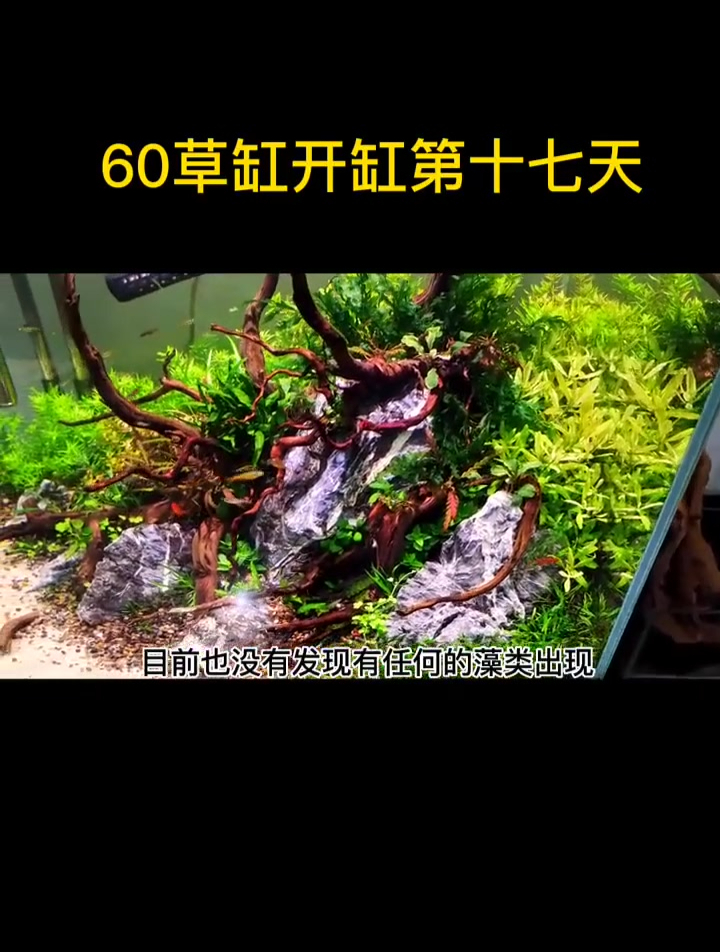 美丽的生态造景小草缸