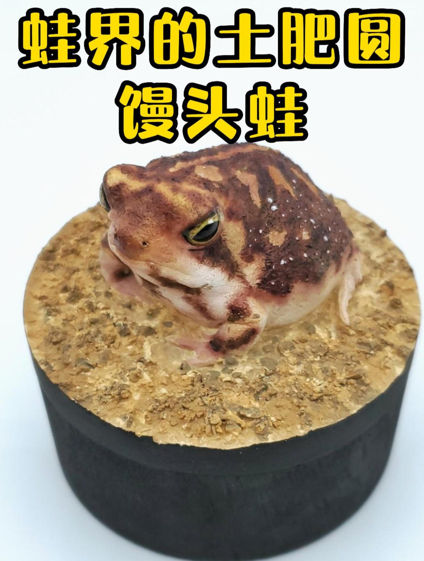 蛙界的土肥圆馒头蛙,个子小小,起床气却很大!