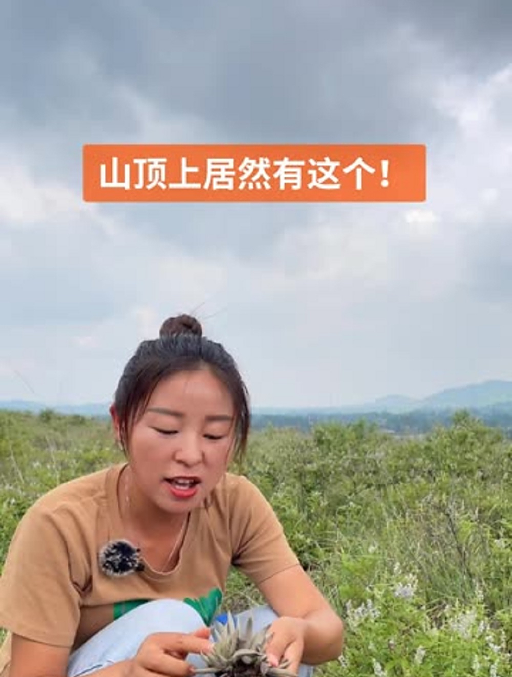 没想到我们家山顶上居然有野生的多肉,其实它的名字叫瓦松