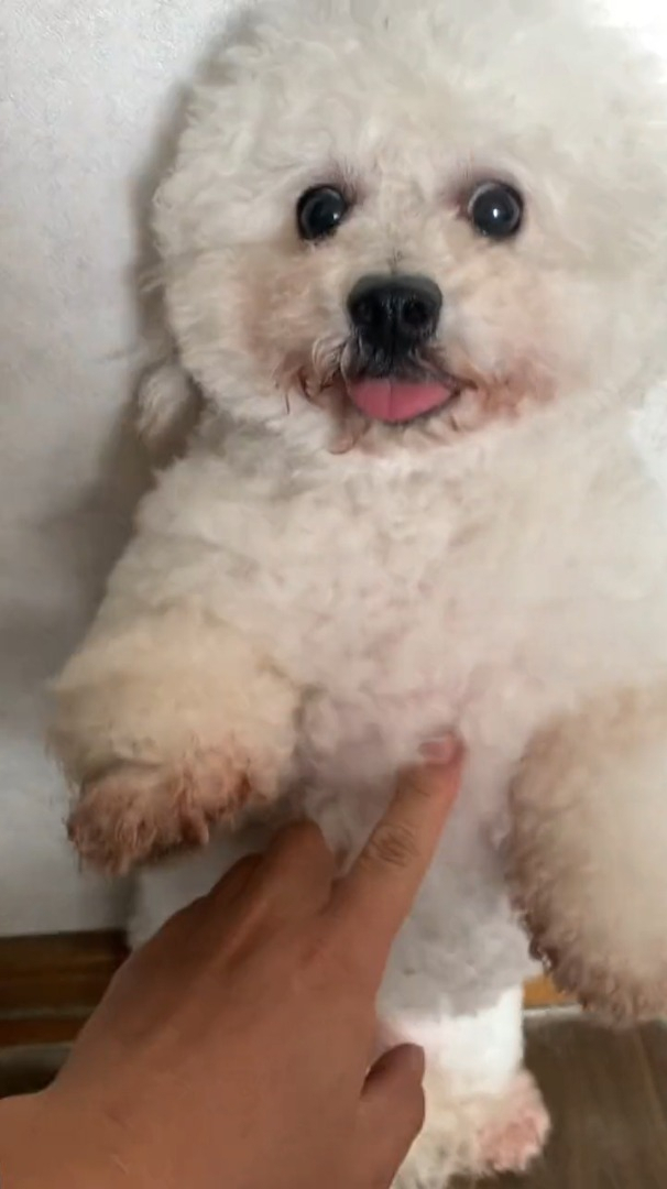 这个狗狗真的很不容易,做错了事,自己还不能算什么!