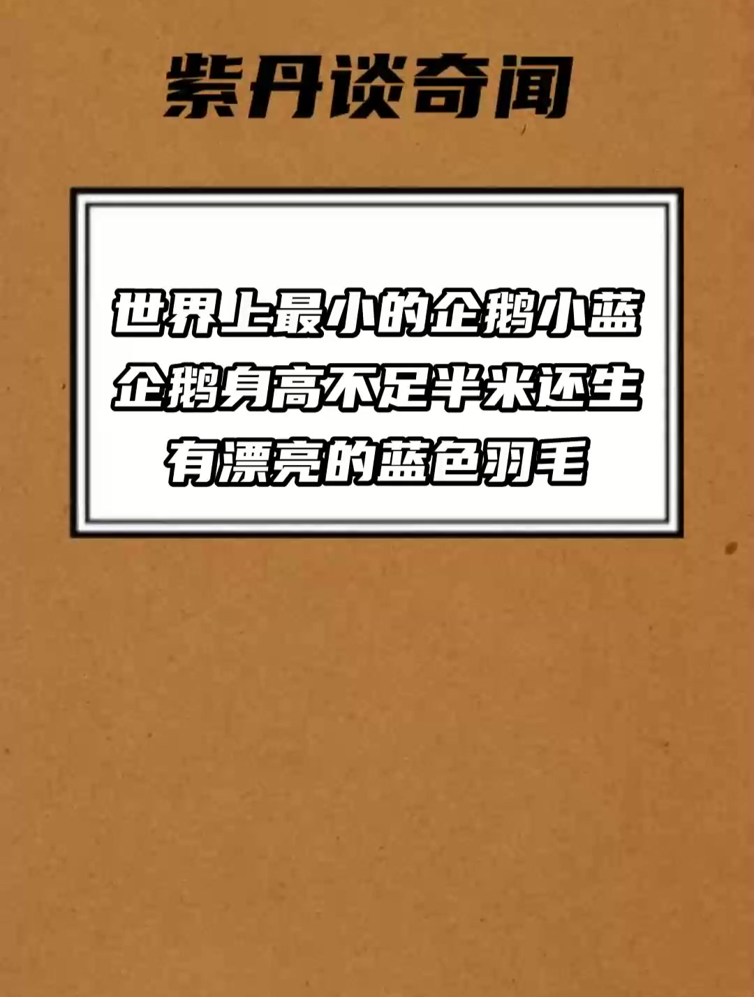世界上最小的企鹅 小蓝企鹅身高不足半米 还生有漂亮的蓝色羽毛