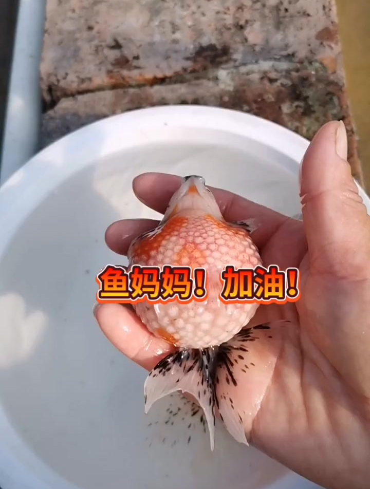 鱼妈妈的预产期将到,祝愿鱼妈妈顺利产下漂亮鱼宝宝,加油!