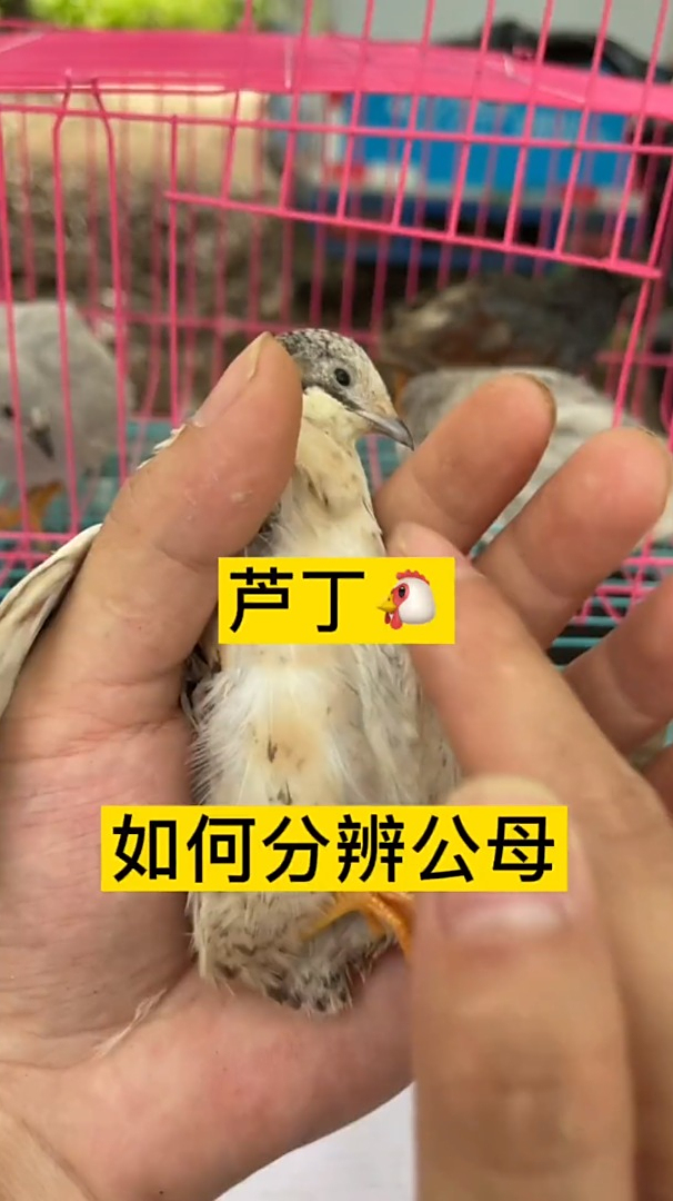 来啦,大家一直问的芦丁鸡分公母的方法～