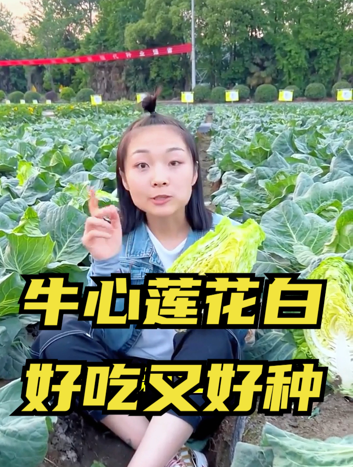 种菜几十年的老农告诉我,种植甘蓝只需一种肥料,包菜又大又紧实