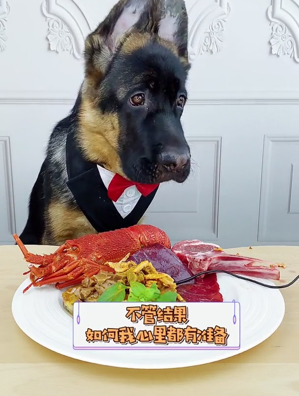 把麦克风埋在肉里会被狗狗吃掉吗