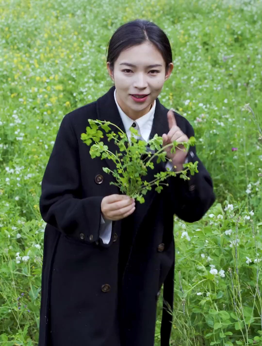 苜蓿又叫金花菜,草头,营养价值高,不仅人爱吃,牛牛也是超爱吃