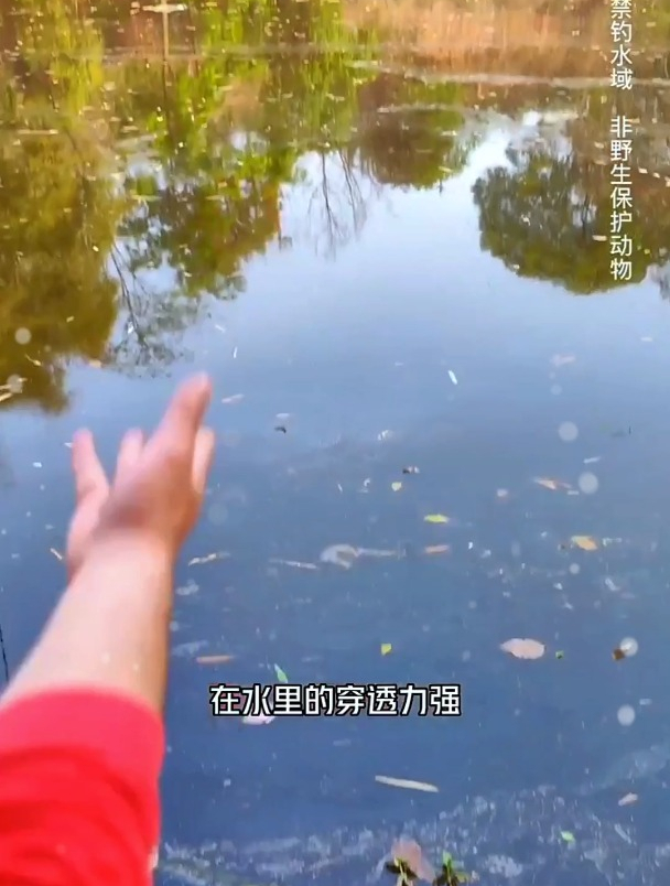 野生黄颡鱼不扎堆,学会这样“做窝”,聚鱼成群更方便钓大鱼!