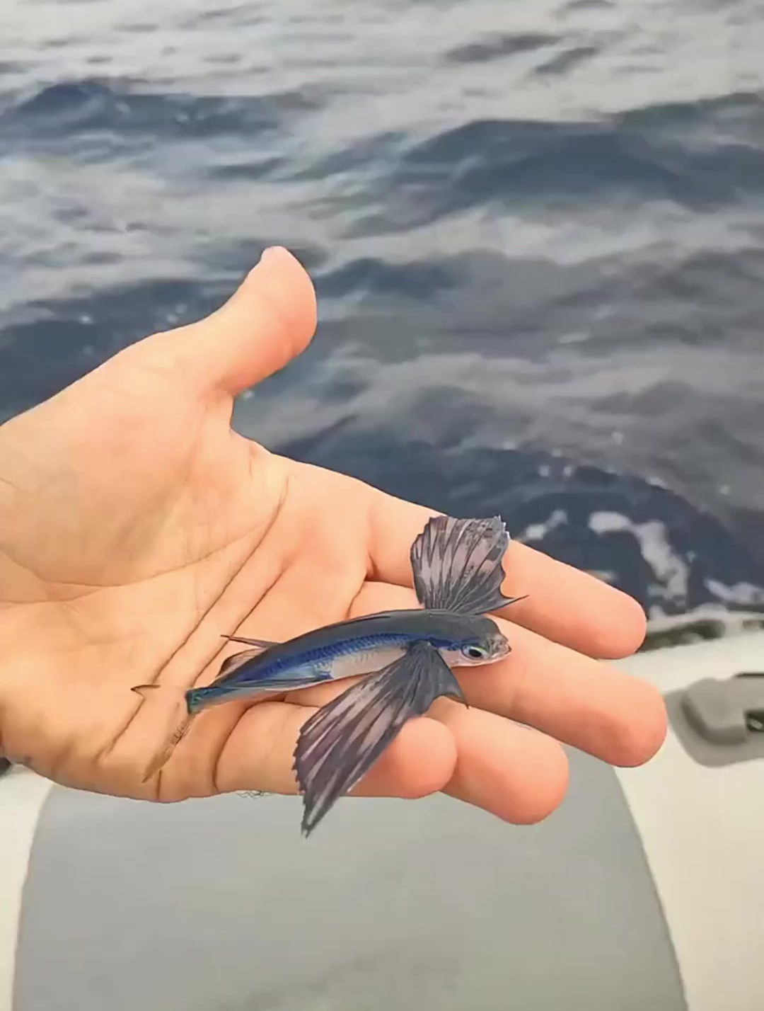 见过这样的小飞鱼吗