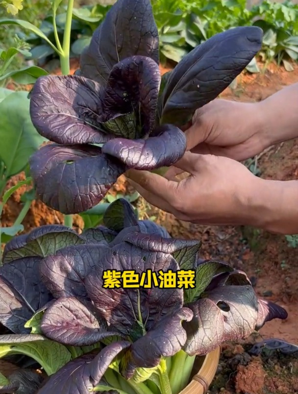 最“好吃”的紫油菜,可观赏可食用,扔阳台就爆盆,想吃就摘