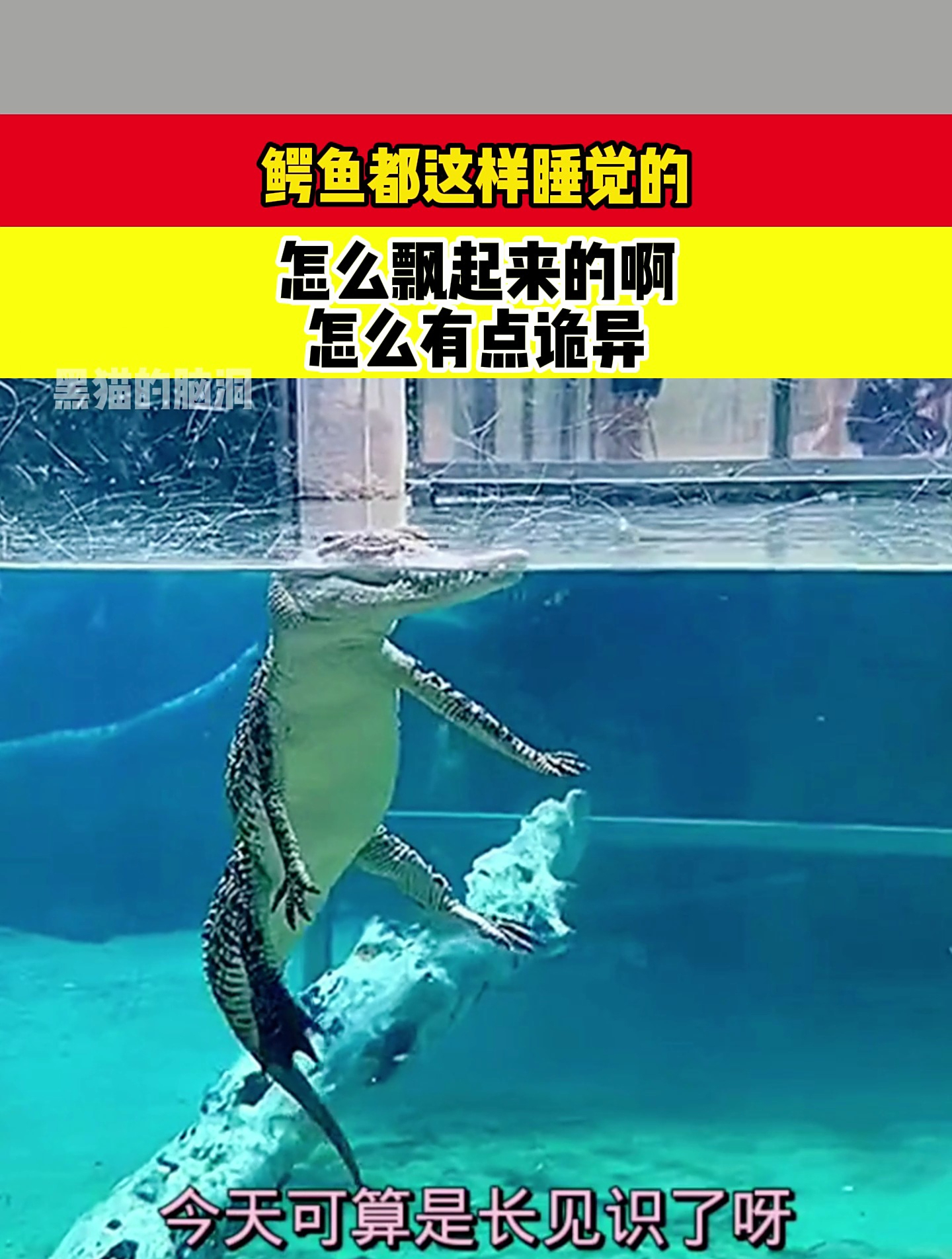 鳄鱼都这样睡觉的,怎么飘起来的啊,真是大开眼界