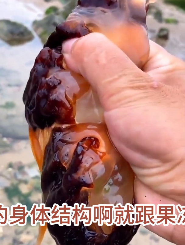 你们见过像海蛇一样的鱼吗?