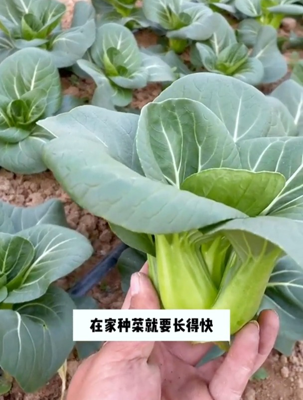黑叶“小油菜”,阳台小院种植首选,叶片肥厚,不挑季节种植!