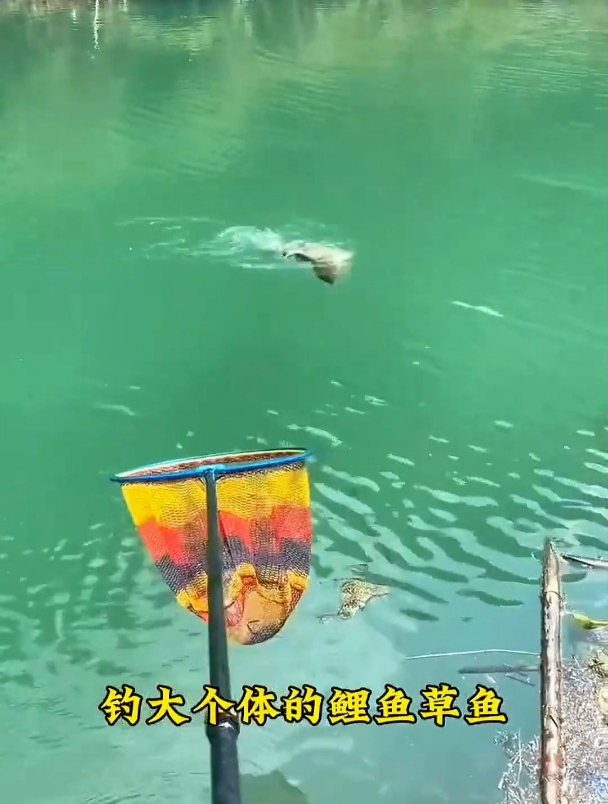 钓大个体鲤鱼草鱼,玉米和甜薯哪个效果更好?很多钓友都用错了