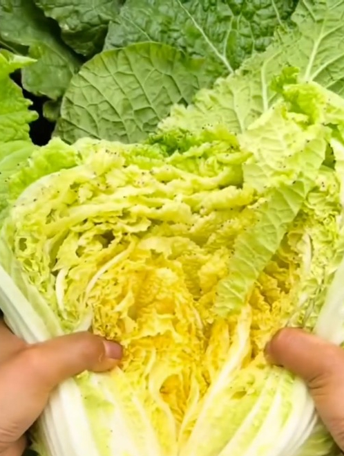 白菜中的贵族品种“鸡蛋黄”,口感比豆腐嫩,营养比牛肉高!