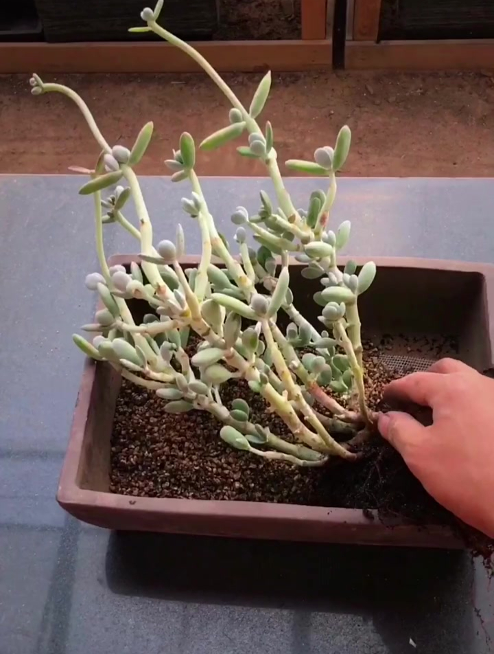乒乓福娘小景成长历程,开花了