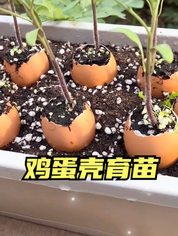 震惊!婆婆的鸡蛋壳里竟长出了菜苗,引得邻居都来围观拍照打卡