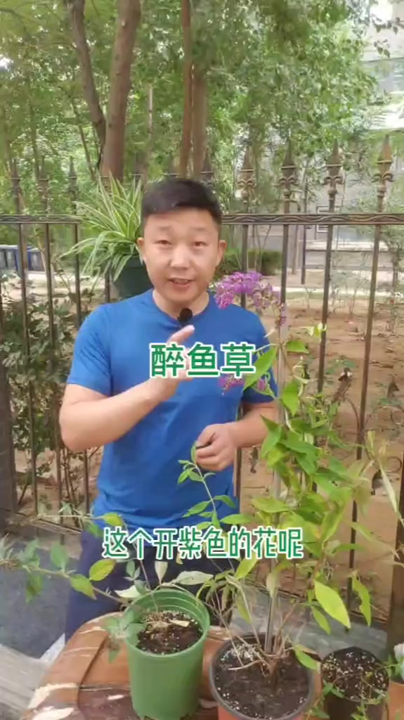 醉鱼草的叶片捣碎后入水可以影响鱼鳃吸氧,开花也漂亮