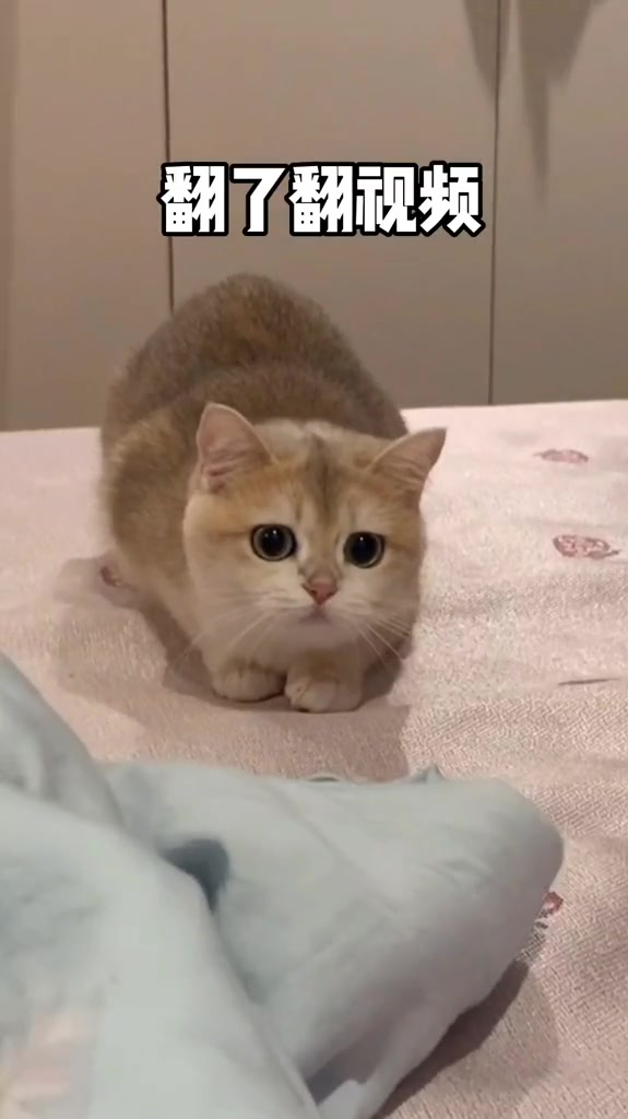 猫咪母鸡蹲真的是传腹征兆吗,我看是花钱征兆