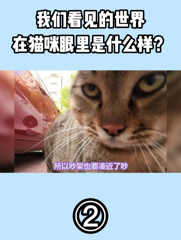 我们看见的世界,在猫咪眼里是什么样?2