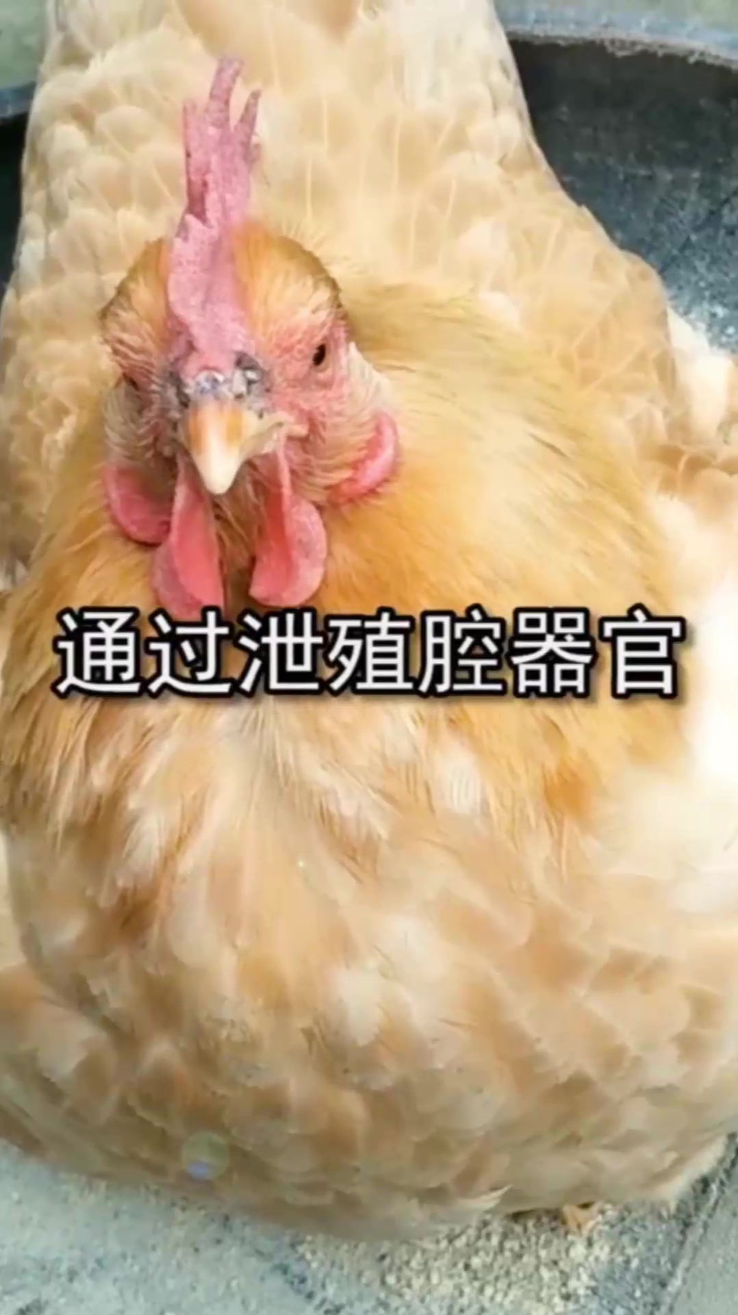 母鸡是如何完成受孕的,城里人不了解,村里老人告诉你答案