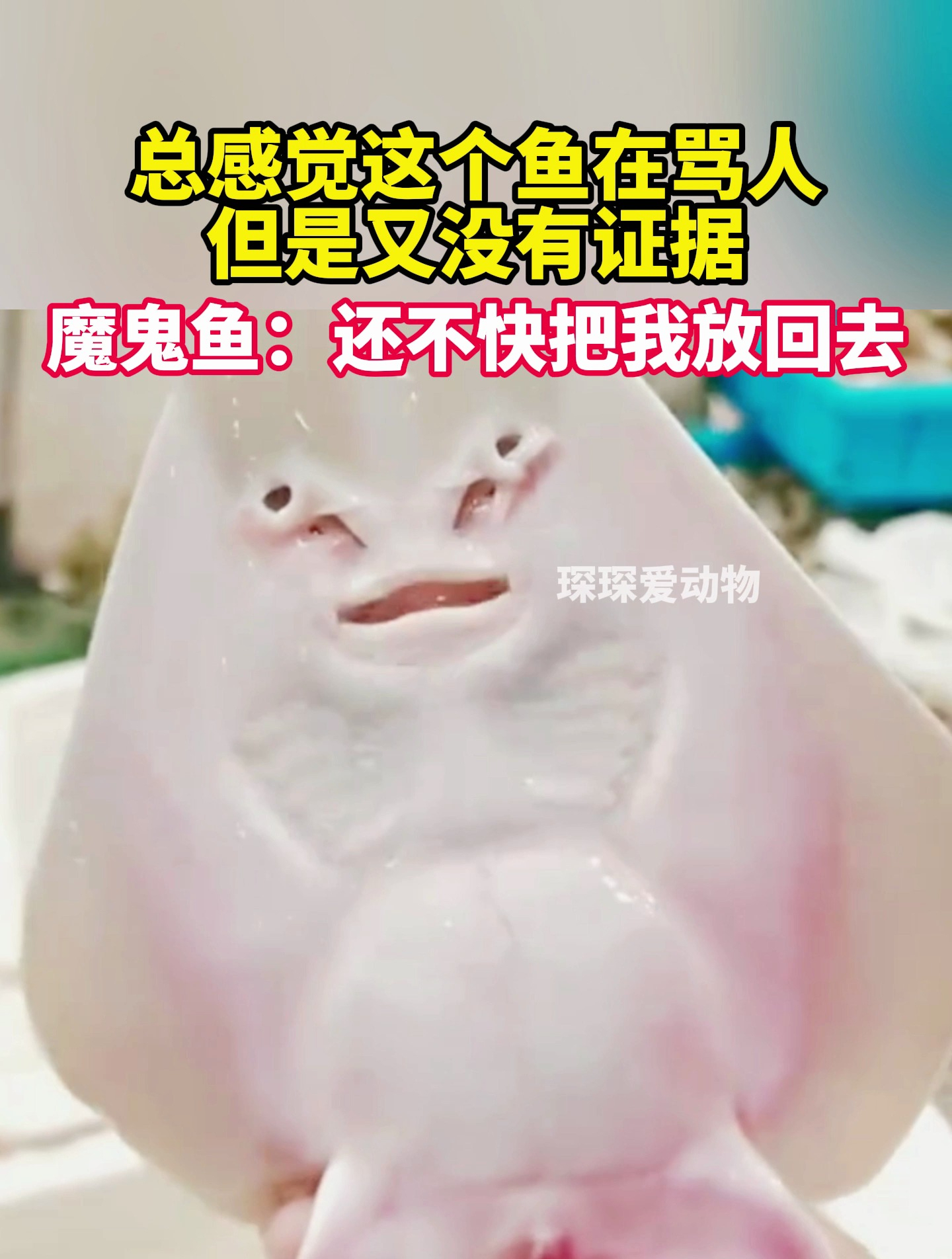 魔鬼鱼长得太可怕了,就像一张人脸长在了它的脸上啊