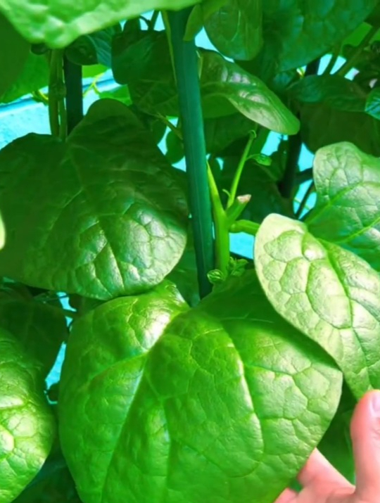 “大叶木耳菜”可以多茬采收,比东北的黑木耳都好吃!