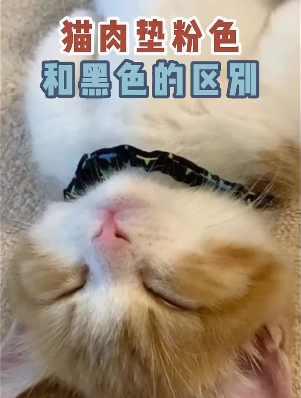 猫咪肉垫黑色和粉丝的区别,银渐层大多数是黑色的,见过粉色的吗