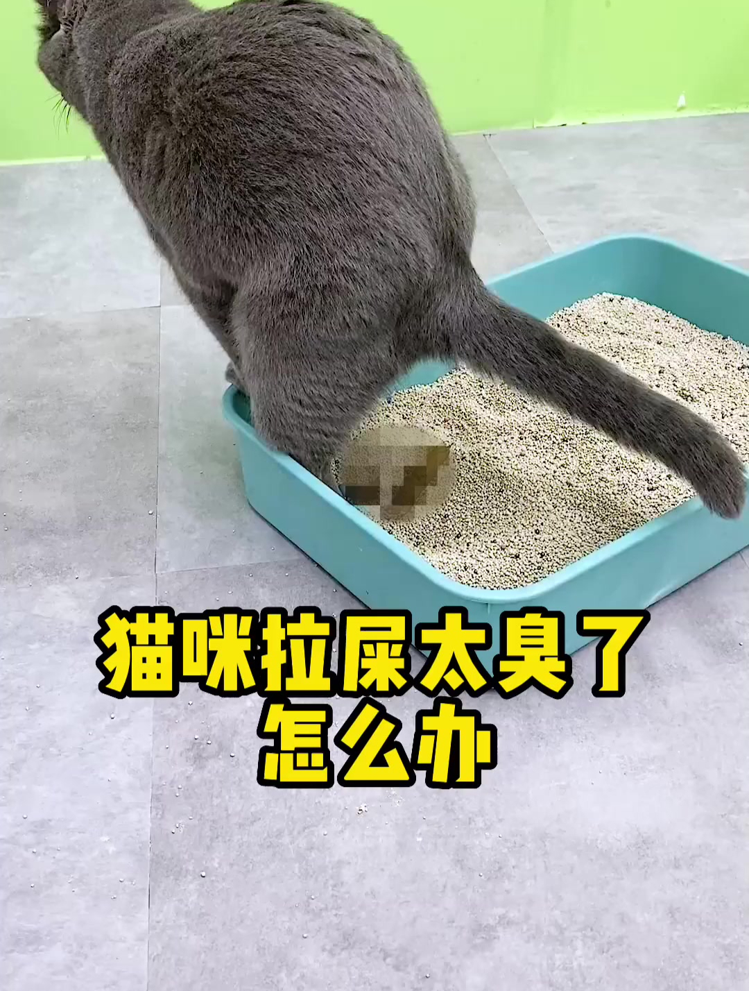 猫咪拉屎臭气熏天,没想到垃圾桶里的东西,竟解救了家里的空气