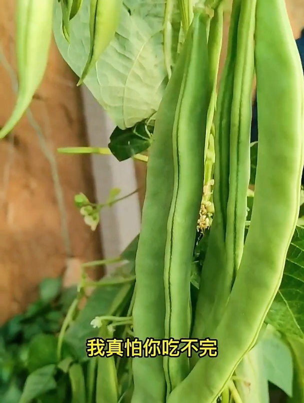 新手小白也会做的家常菜“清炒扁芸豆炒肉”,这样做特别入味!