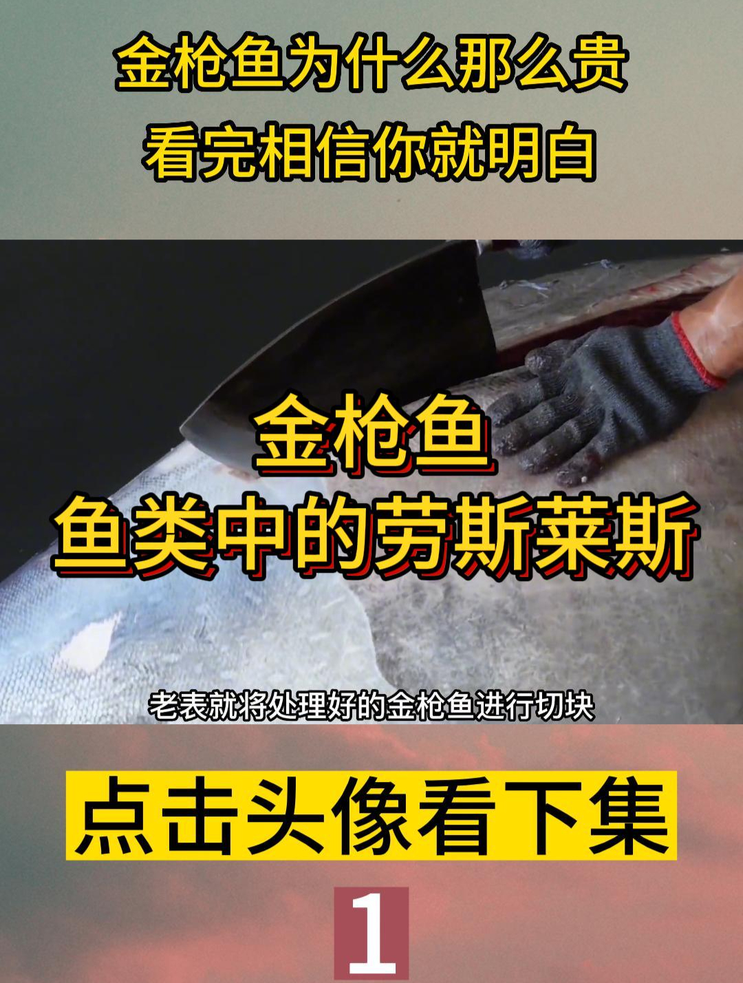 金枪鱼为什么那么贵?看完相信你就明白了