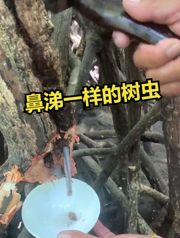 像鼻涕一样的树虫,红树林蠕虫!